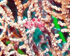 Hippocampus bargibanti