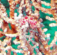 Hippocampus bargibanti