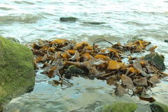 Macrocystis pyrifera