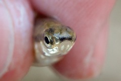 Notropis heterolepis