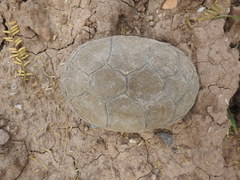 Durango Mud Turtle photo 2