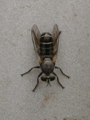 Atomosia melanopogon