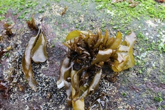 Mazzaella laminarioides