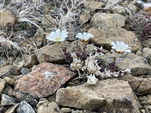 Cerastium nigrescens, photograph 2