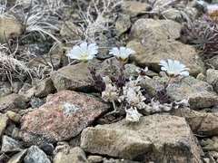 Cerastium nigrescens, photograph (c) davehb, some rights reserved (CC BY)