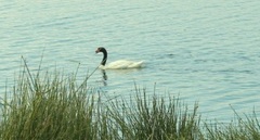 Cygnus melancoryphus