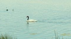 Cygnus melancoryphus