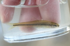 Notropis heterolepis