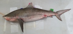 Carcharhinus brachyurus