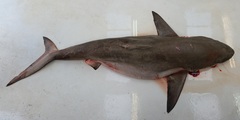 Carcharhinus brachyurus