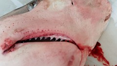 Carcharhinus brachyurus