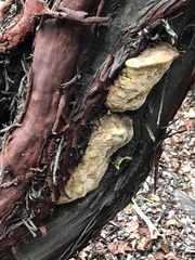 Phellinus arctostaphyli