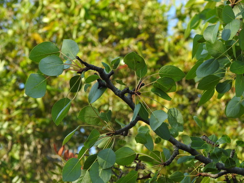 Image of Pyrus bourgaeana by (c) Duarte Frade, some rights reserved (CC BY)