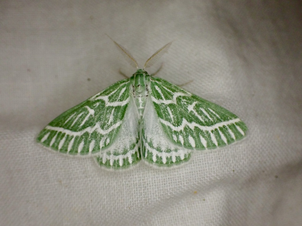 Thetidia radiata
