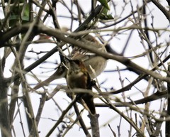 Selasphorus sasin sedentarius