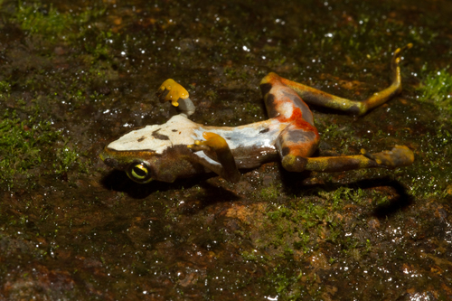 Atelopus limosus