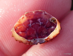 Paraxanthias taylori