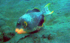 Pseudobalistes flavimarginatus