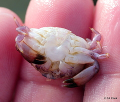 Cycloxanthops novemdentatus