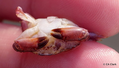 Cycloxanthops novemdentatus