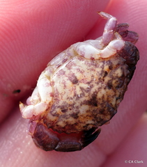 Cycloxanthops novemdentatus