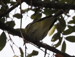 Vireo solitarius