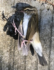 Phylloscopus tenellipes