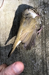 Phylloscopus tenellipes