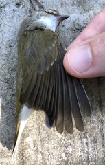 Phylloscopus tenellipes