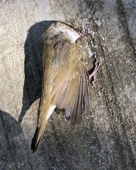 Phylloscopus tenellipes