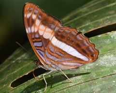 Adelpha sichaeus
