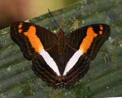 Adelpha sichaeus