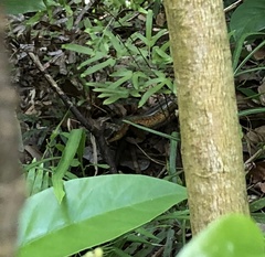 Plestiodon chinensis