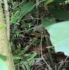 Plestiodon chinensis