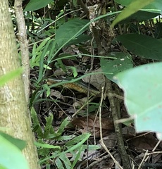 Plestiodon chinensis