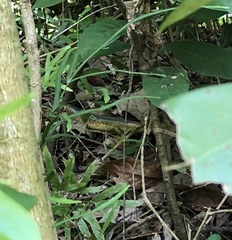 Plestiodon chinensis