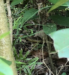 Plestiodon chinensis