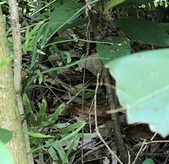 Plestiodon chinensis