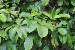 Pseudopanax laetus