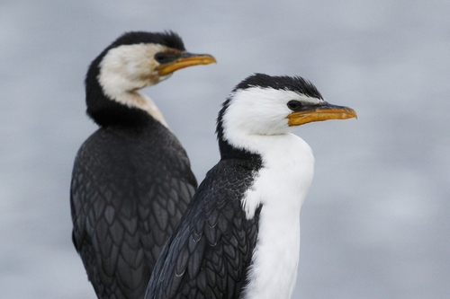 Little Pied Cormorant, photo 5 of 9