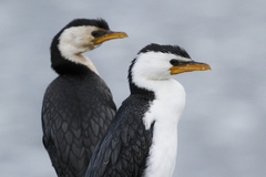Little Pied Cormorant photo 3