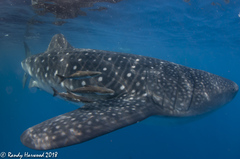 Rachycentron canadum