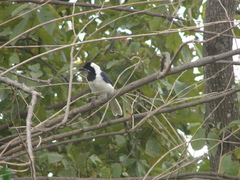 Cyanocorax mystacalis