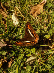 Adelpha corcyra corcyra