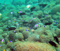 Pomacentrus auriventris