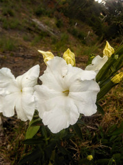 Escobedia grandiflora