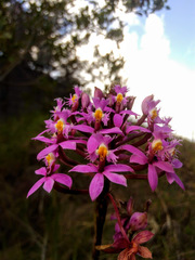 Epidendrum arachnoglossum