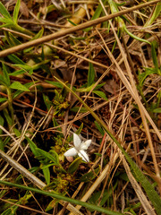 Spermacoce chartensis