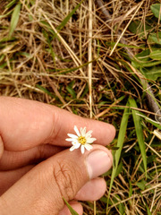Noticastrum marginatum