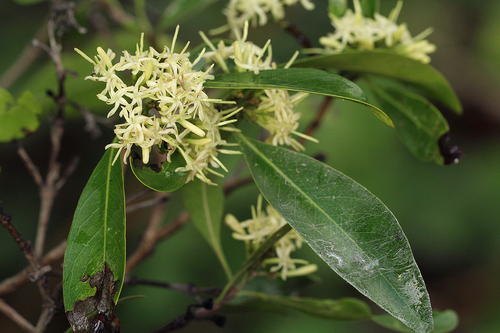 Koppie Butterspoon (Coptosperma neurophyllum)